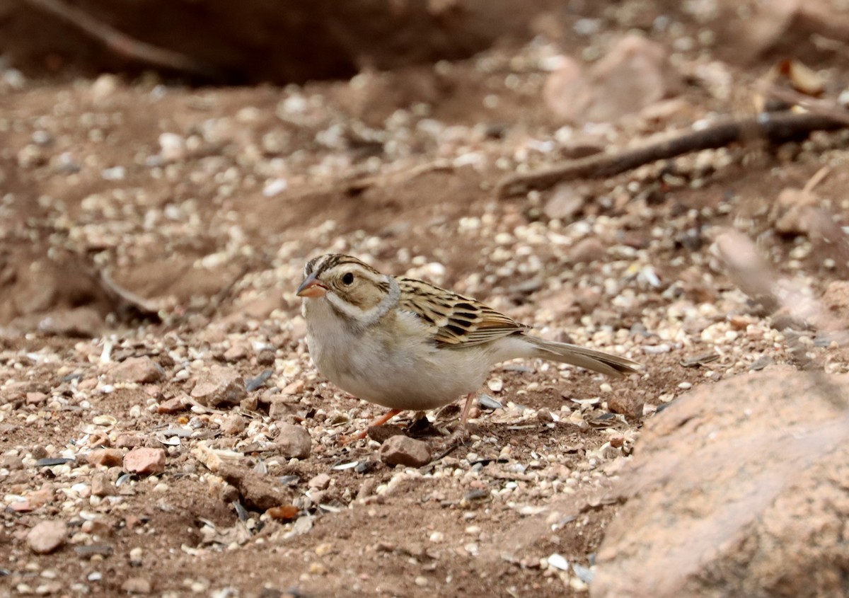 Clay-colored Sparrow - ML328250181