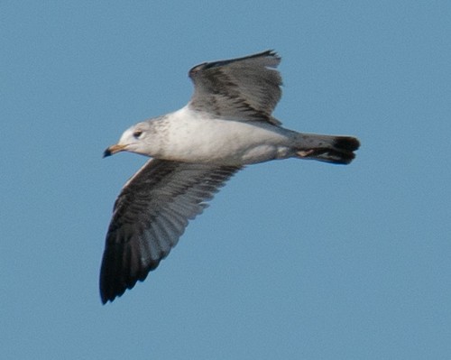 Ring-billed Gull - John Salisbury