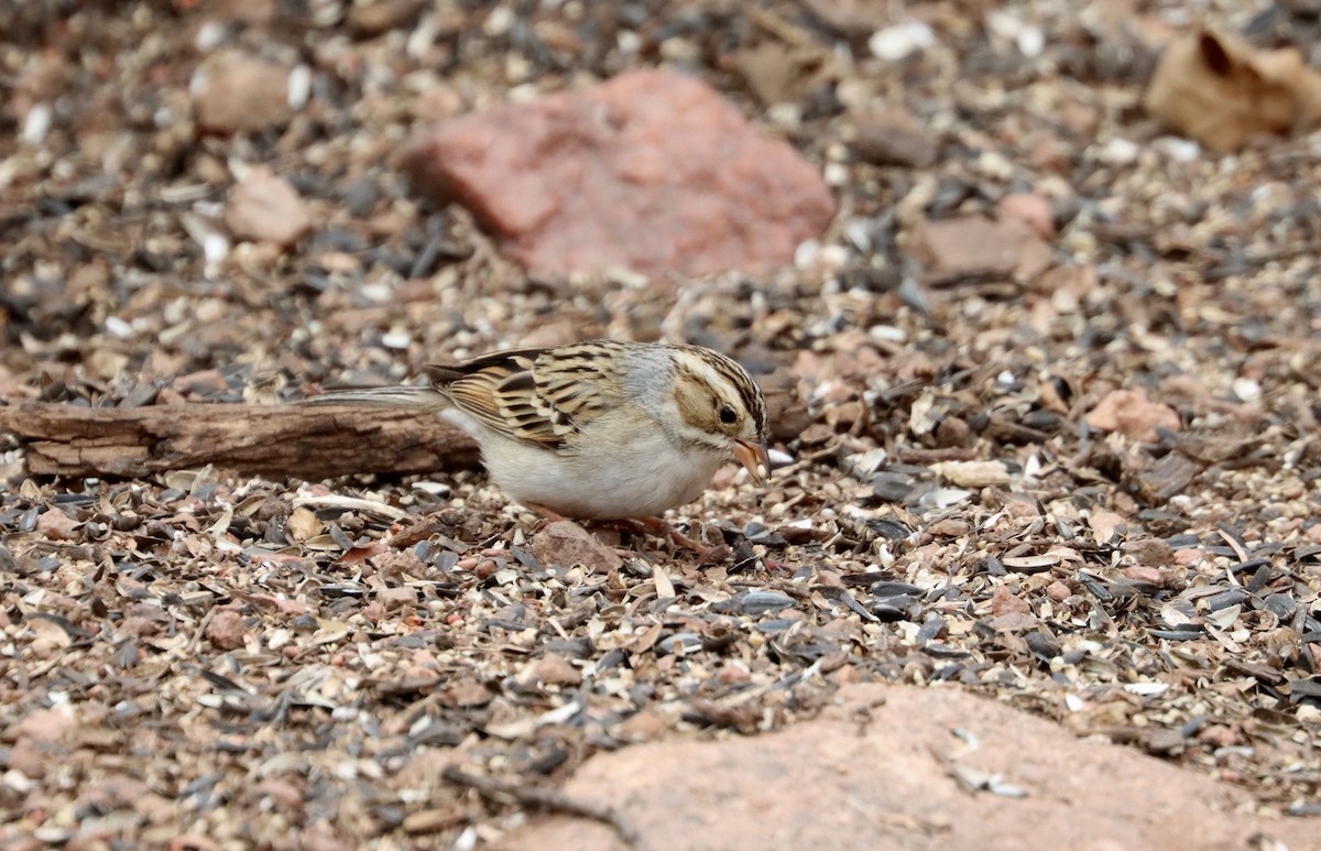 Clay-colored Sparrow - ML328250651