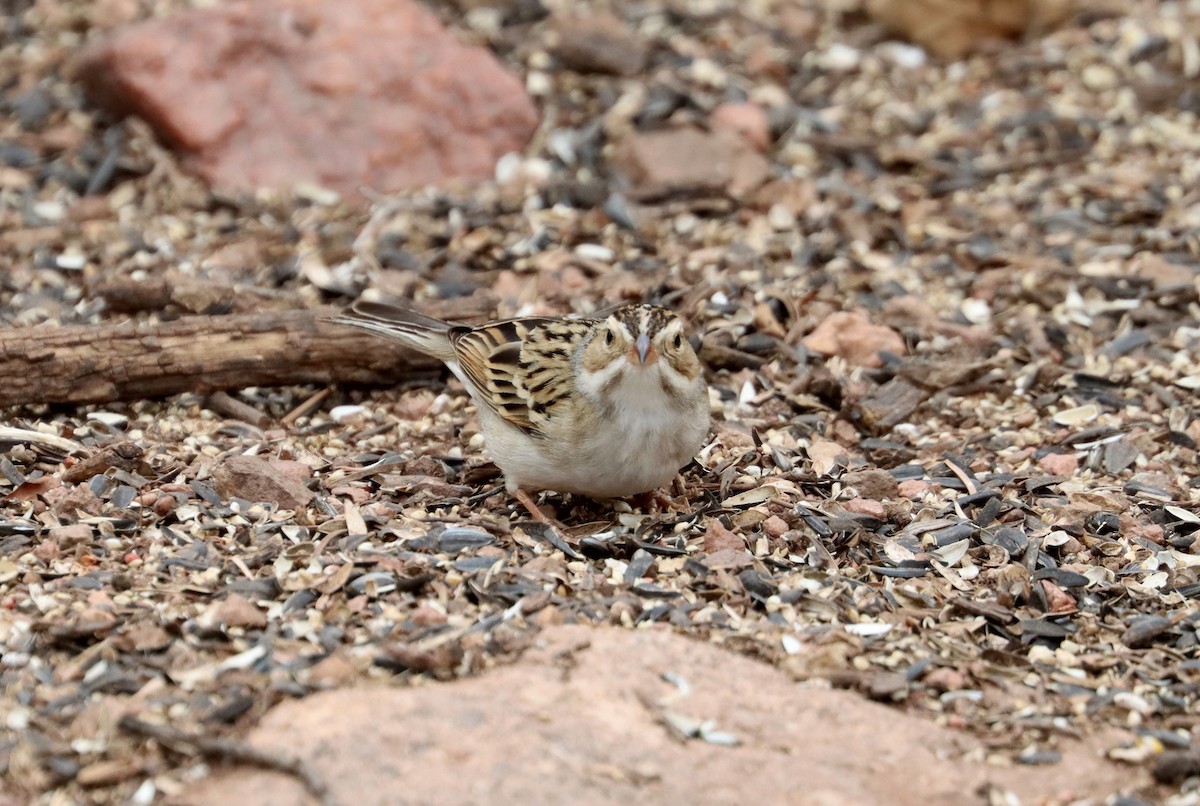 Clay-colored Sparrow - John Drummond