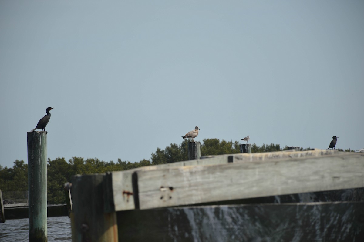 Herring Gull (American) - ML328252671