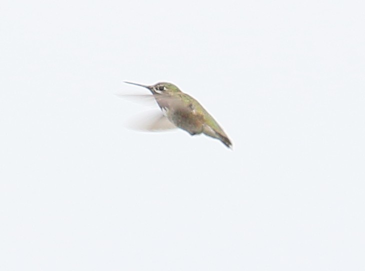 Calliope Hummingbird - ML328252691