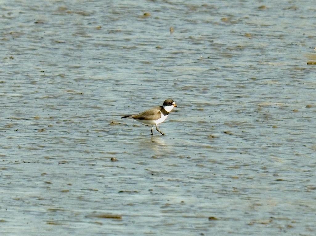 Semipalmated Plover - ML328253391