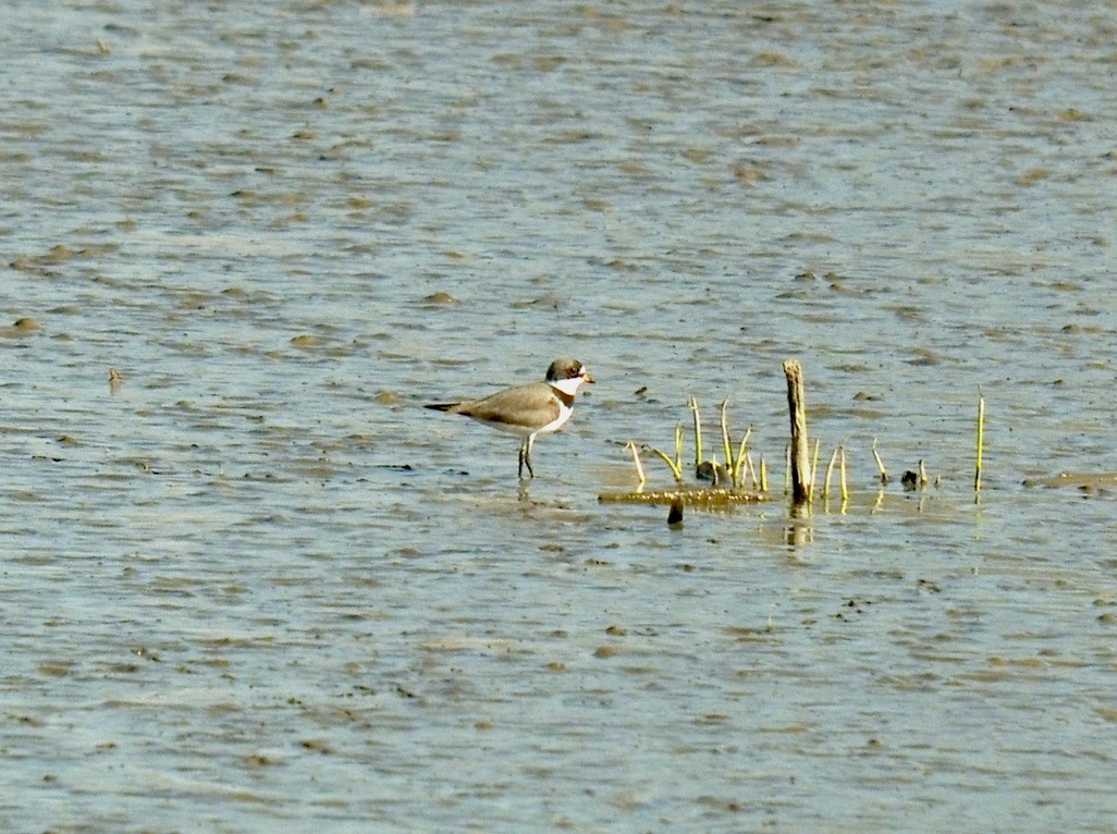 Semipalmated Plover - ML328253401
