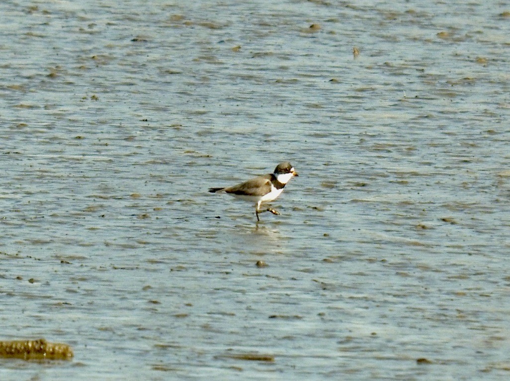Semipalmated Plover - ML328253411