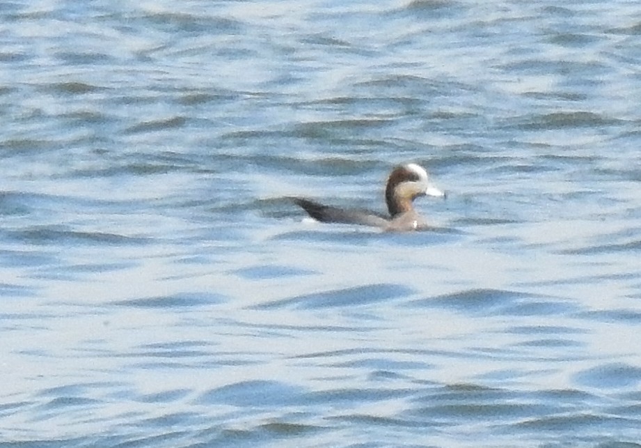 Eurasian x American Wigeon (hybrid) - Bernard Tremblay