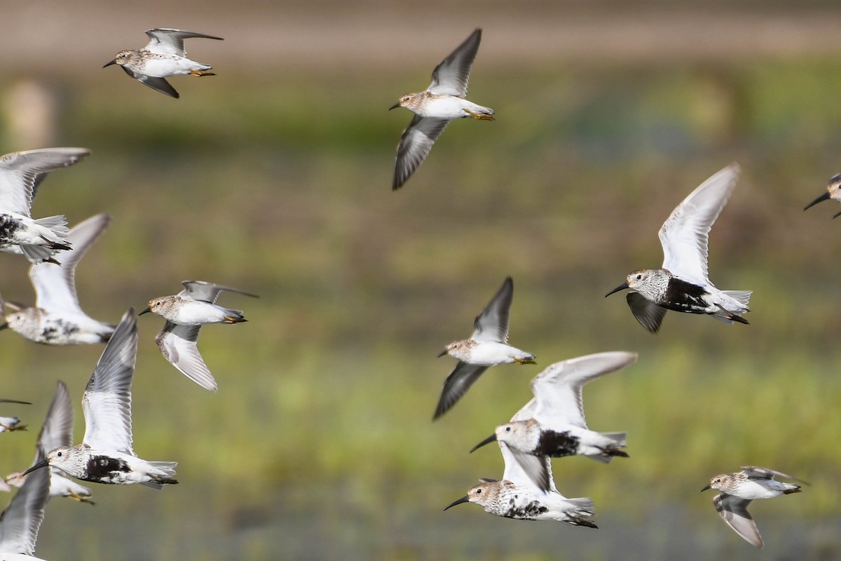 Least Sandpiper - ML328254501