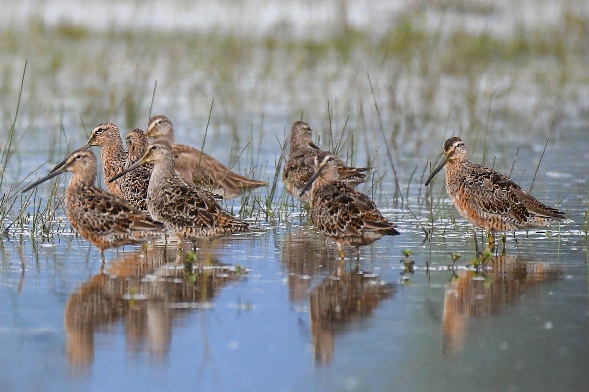 Long-billed Dowitcher - ML328254701