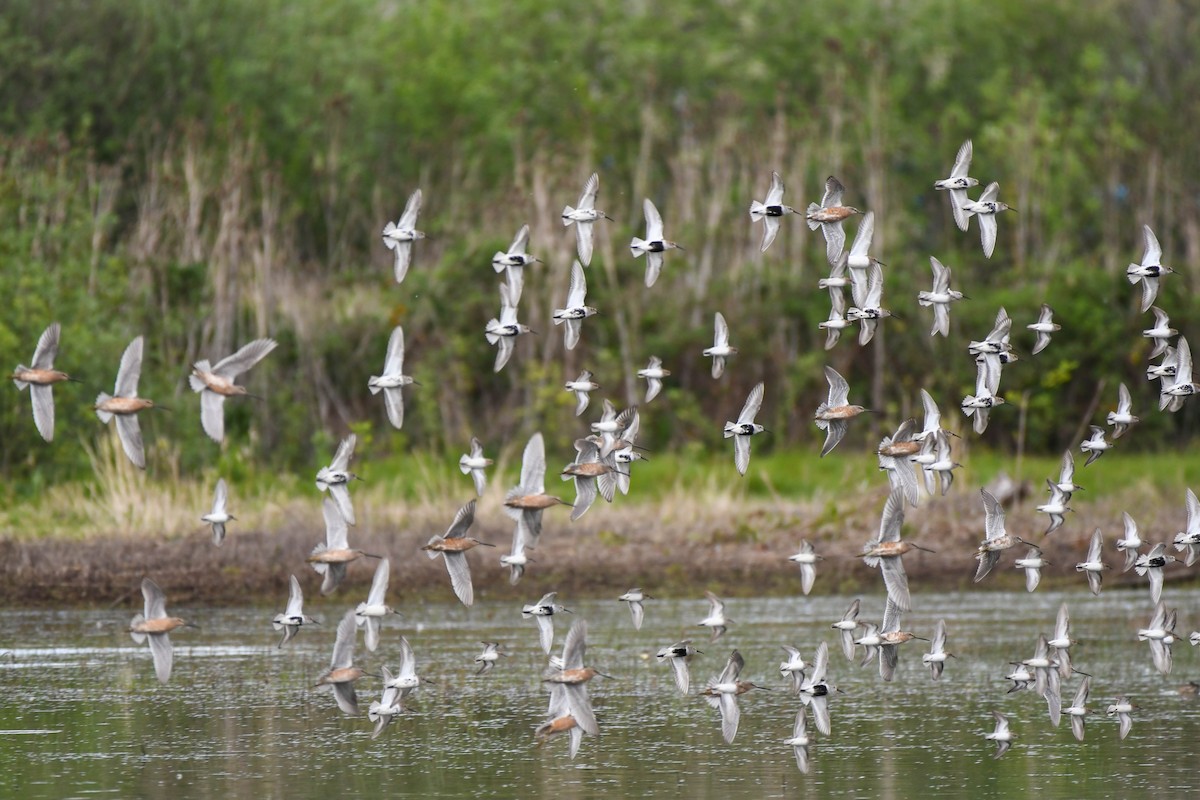 Long-billed Dowitcher - ML328254721