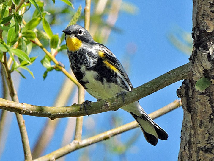 lesňáček žlutoskvrnný (ssp. auduboni) - ML328257151