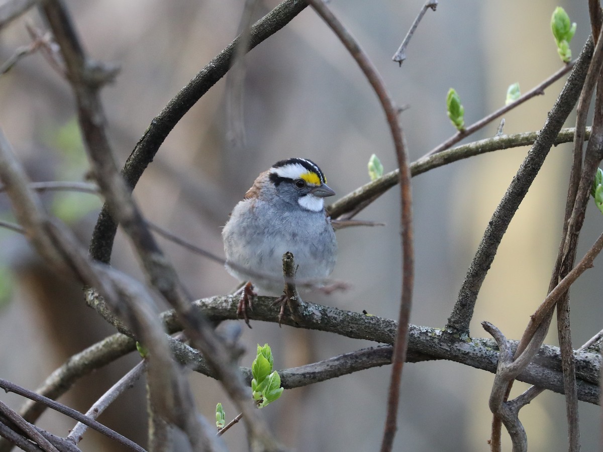 White-throated Sparrow - Daniel Hinnebusch