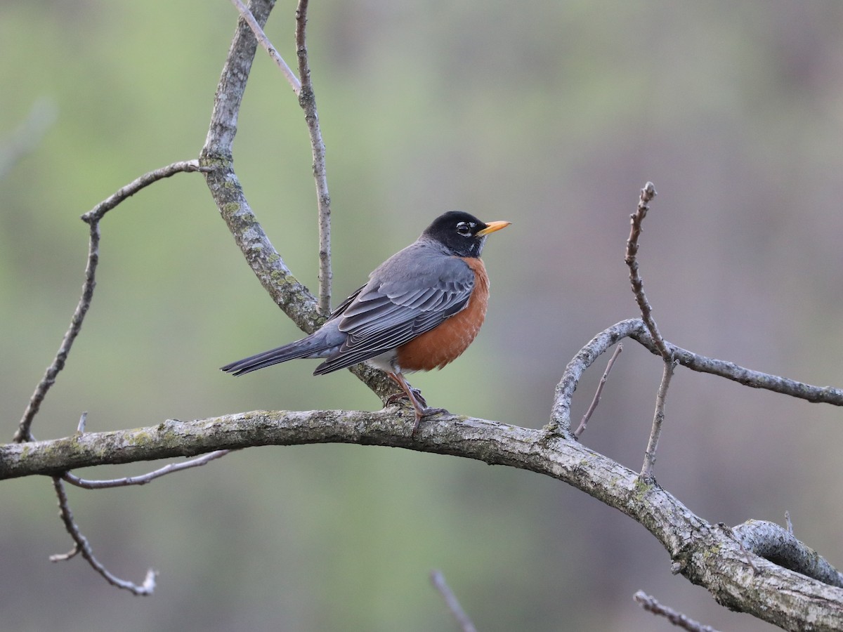 American Robin - Daniel Hinnebusch