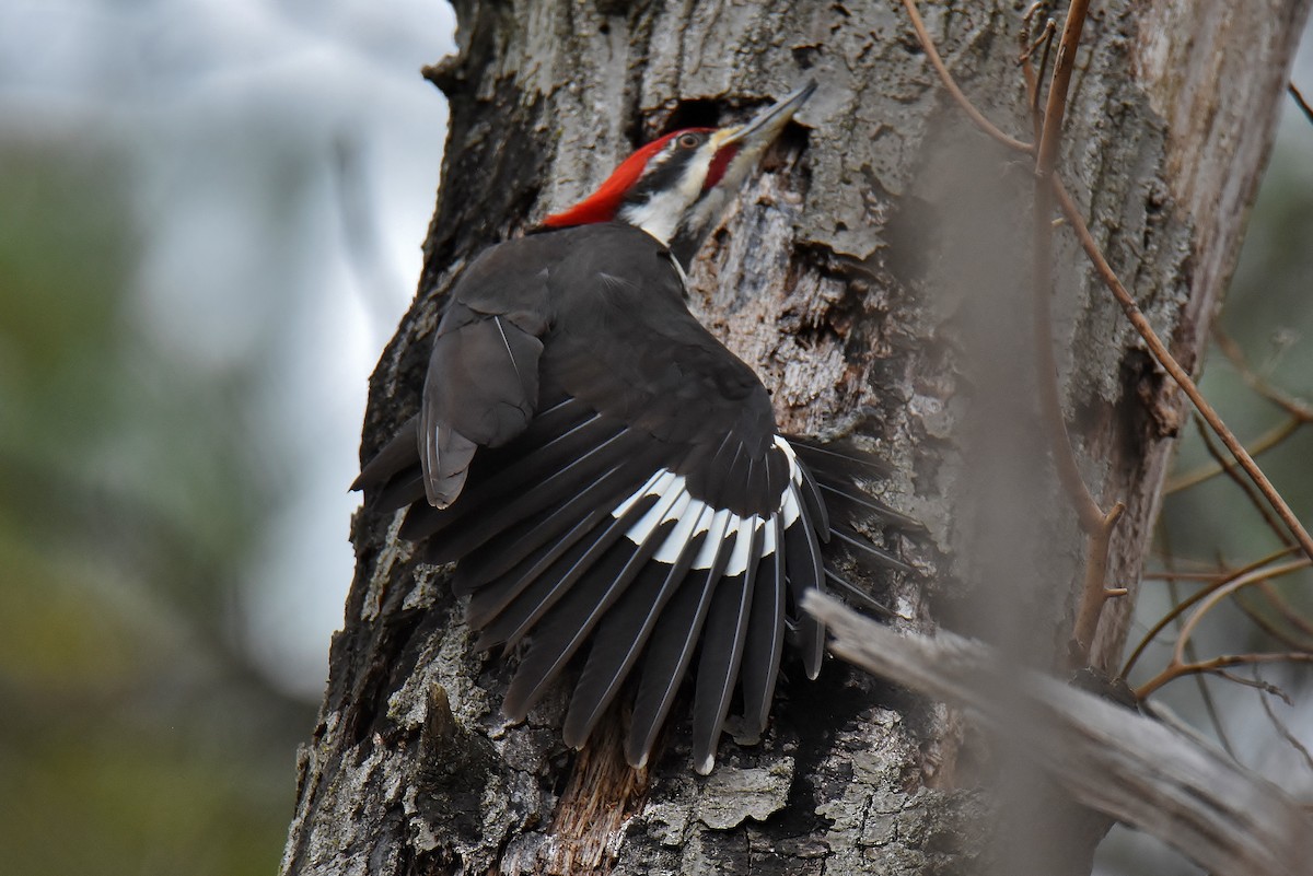Pileated Woodpecker - ML328258651