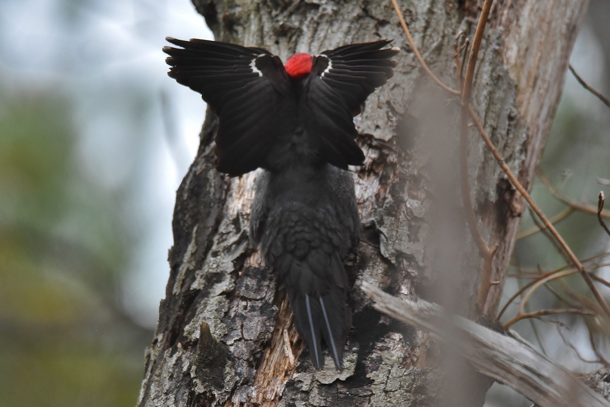 Pileated Woodpecker - ML328258661