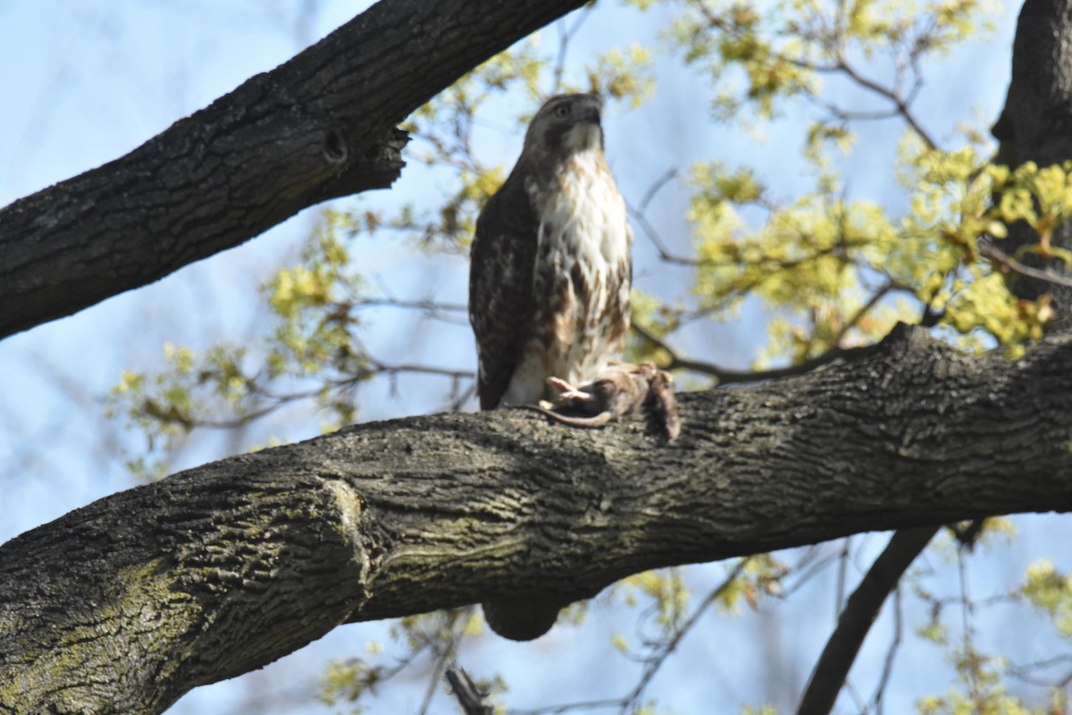 Red-tailed Hawk - ML328260181