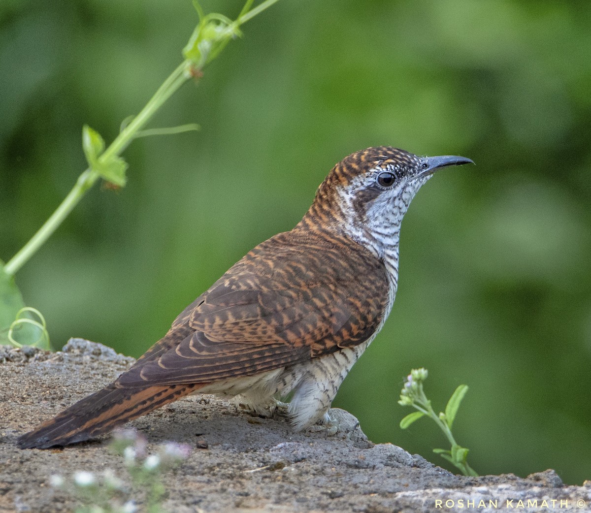 Banded Bay Cuckoo - ML328260321
