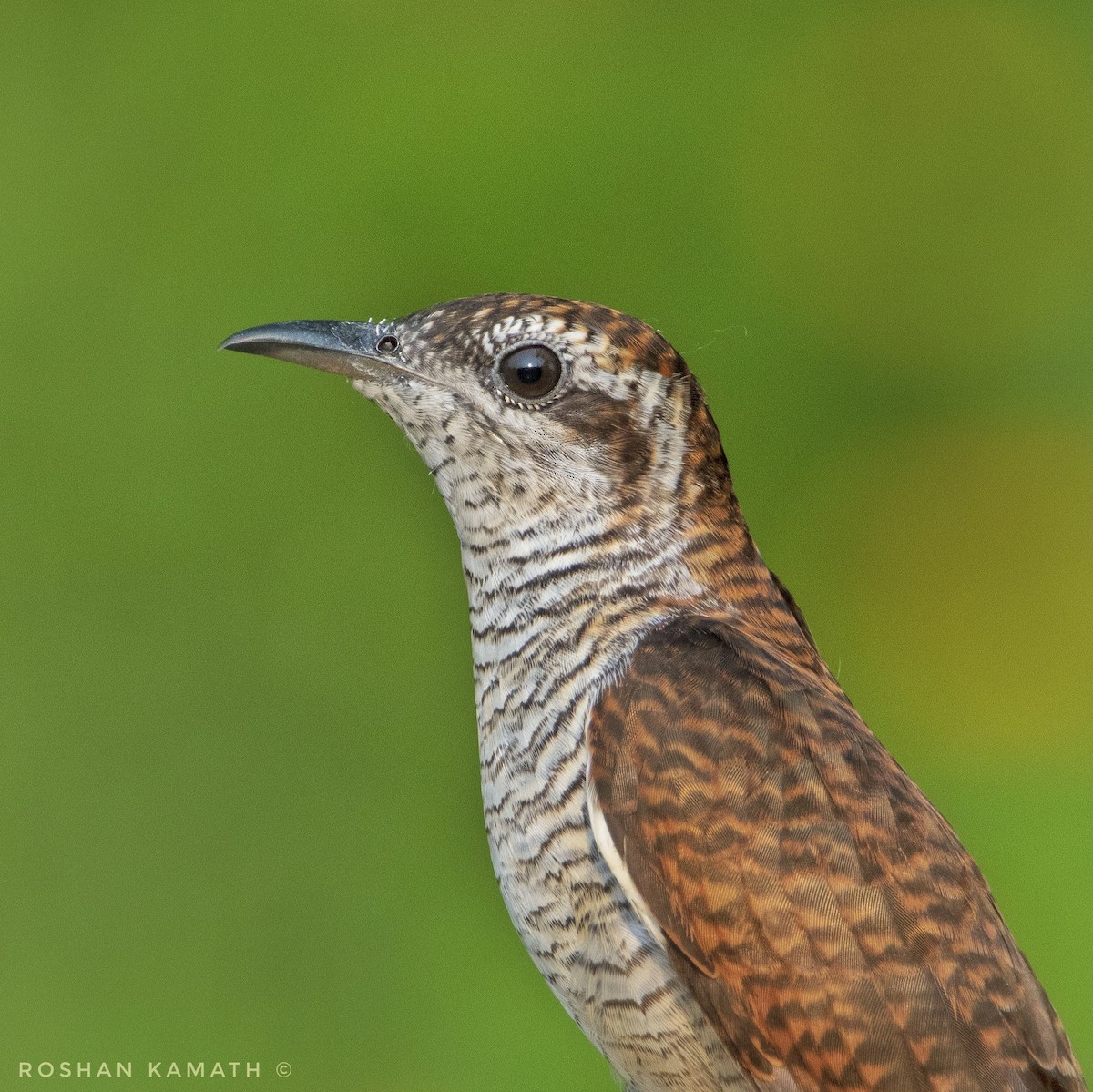 Banded Bay Cuckoo - ML328260361