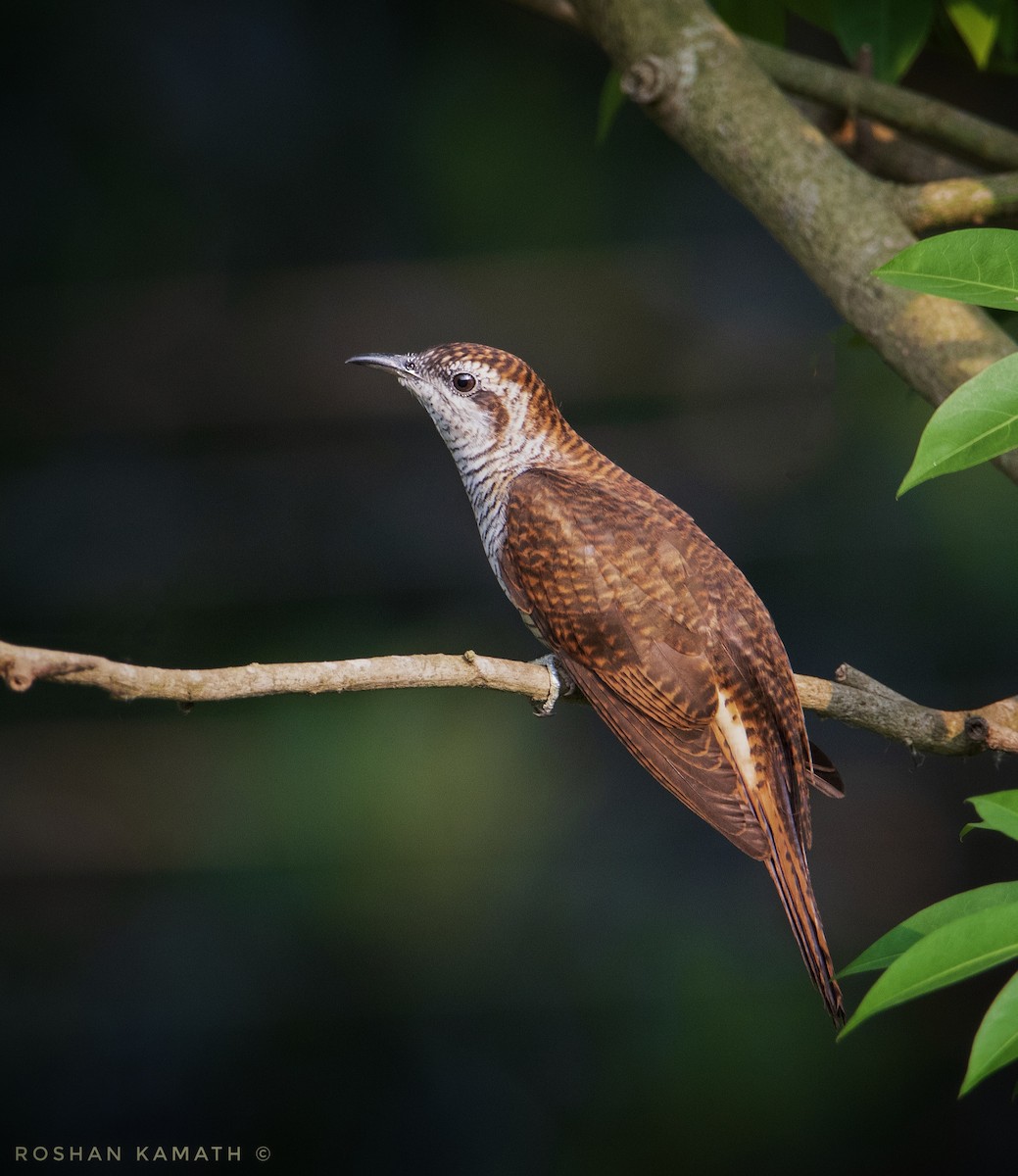 Banded Bay Cuckoo - ML328260391