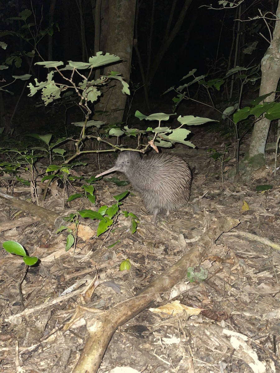 Okarito Brown Kiwi - ML328260581