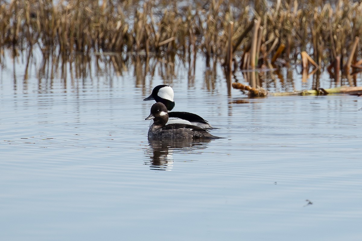 Bufflehead - ML328260741