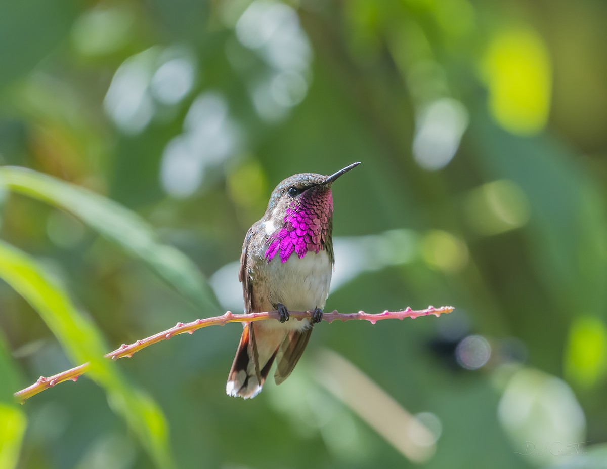 Colibri héloïse - ML328261171