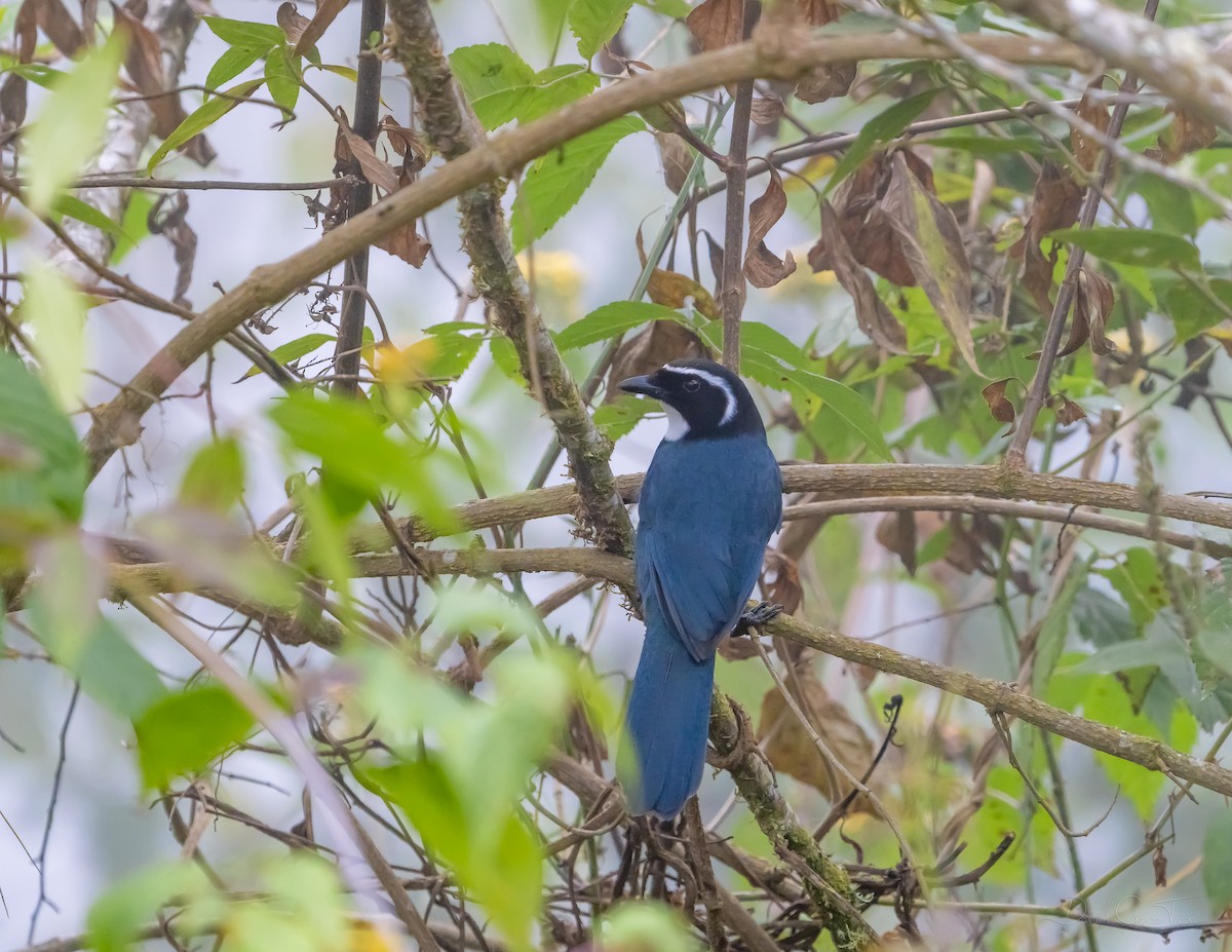 White-throated Jay - Daniel  Garza Tobón