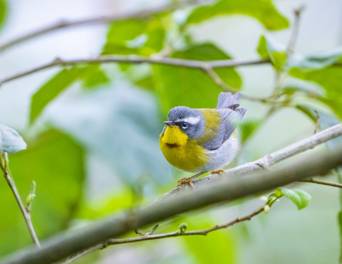 Crescent-chested Warbler - ML328261381