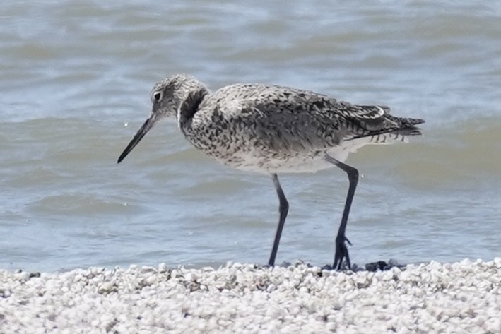 Willet - Tom Cassaro