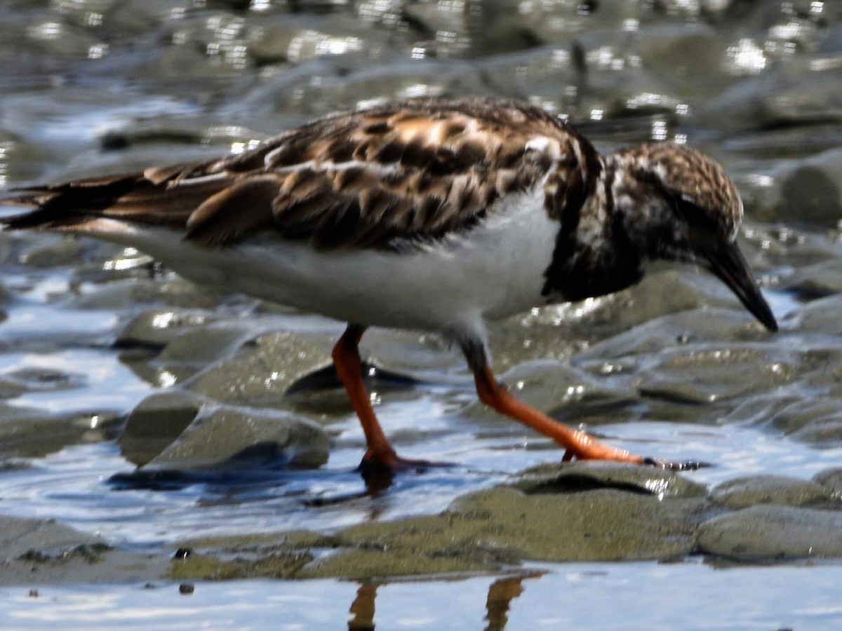 Ruddy Turnstone - ML328262621