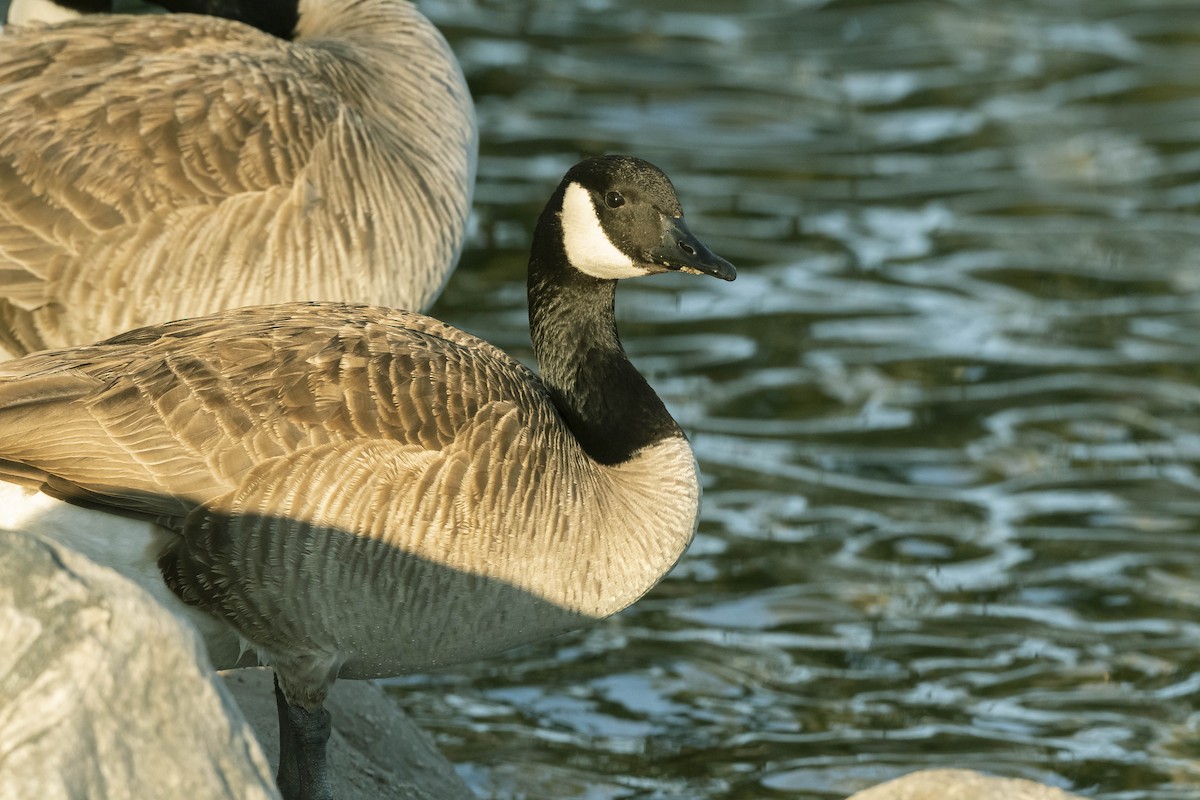 Canada Goose - James McNamara