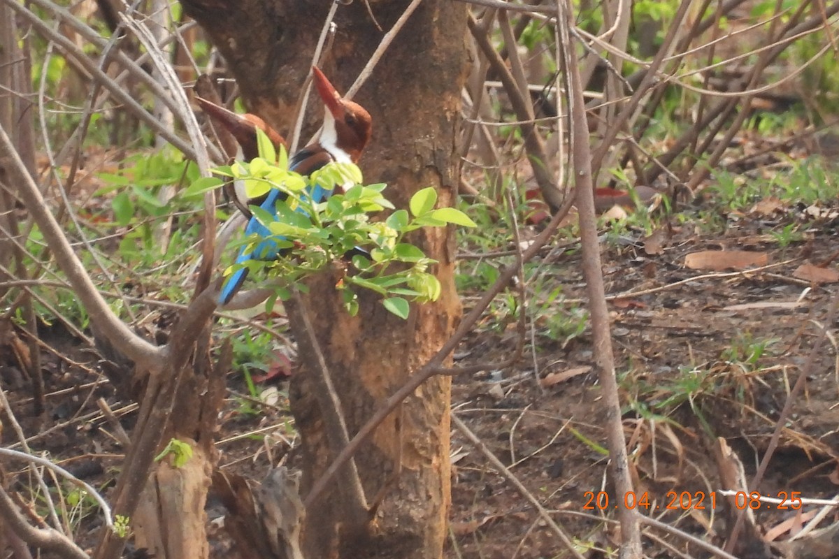 White-throated Kingfisher - ML328263661