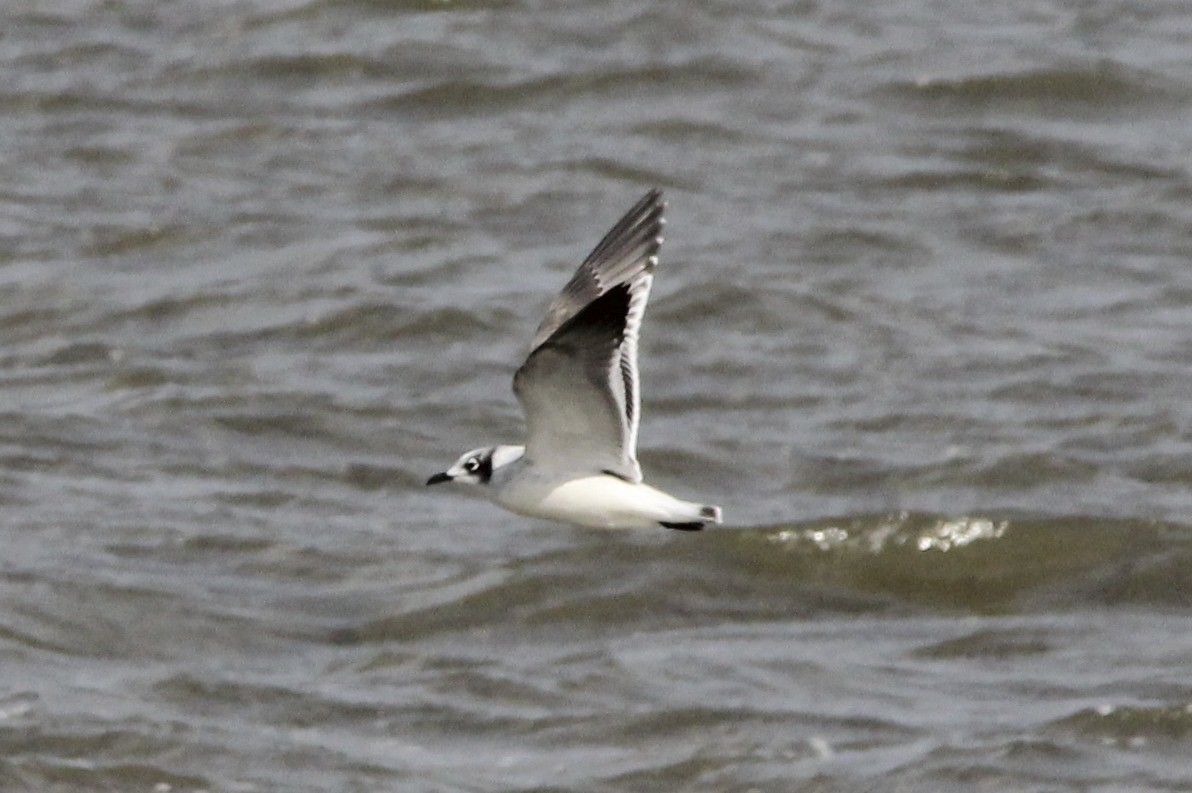 Franklin's Gull - David Marjamaa