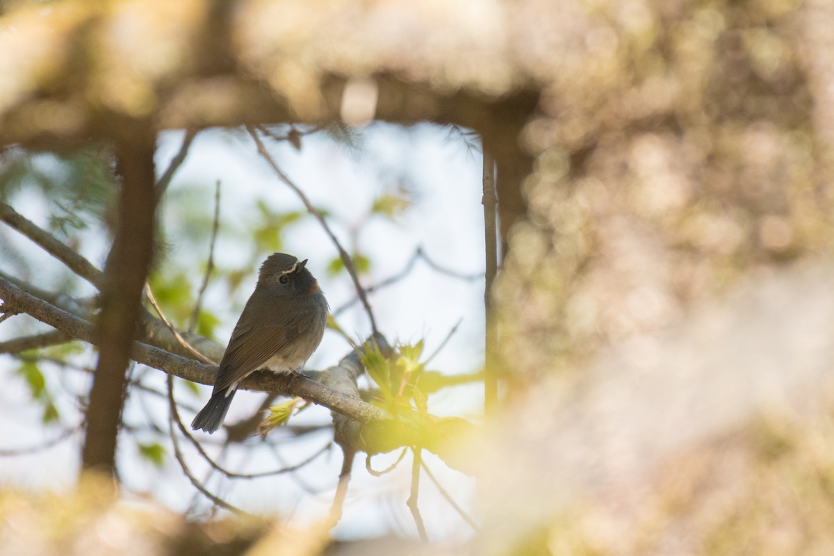 Rufous-gorgeted Flycatcher - ML328264281