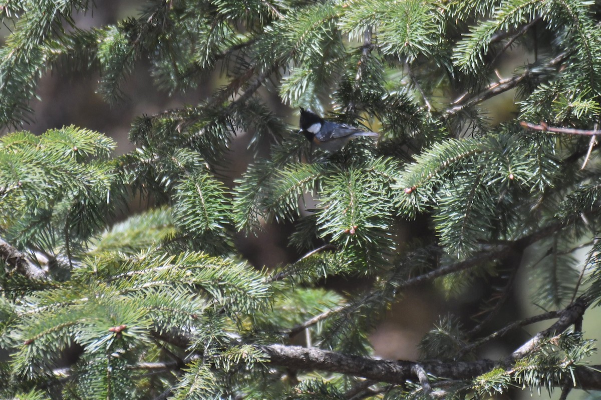 Coal Tit - ML328264321