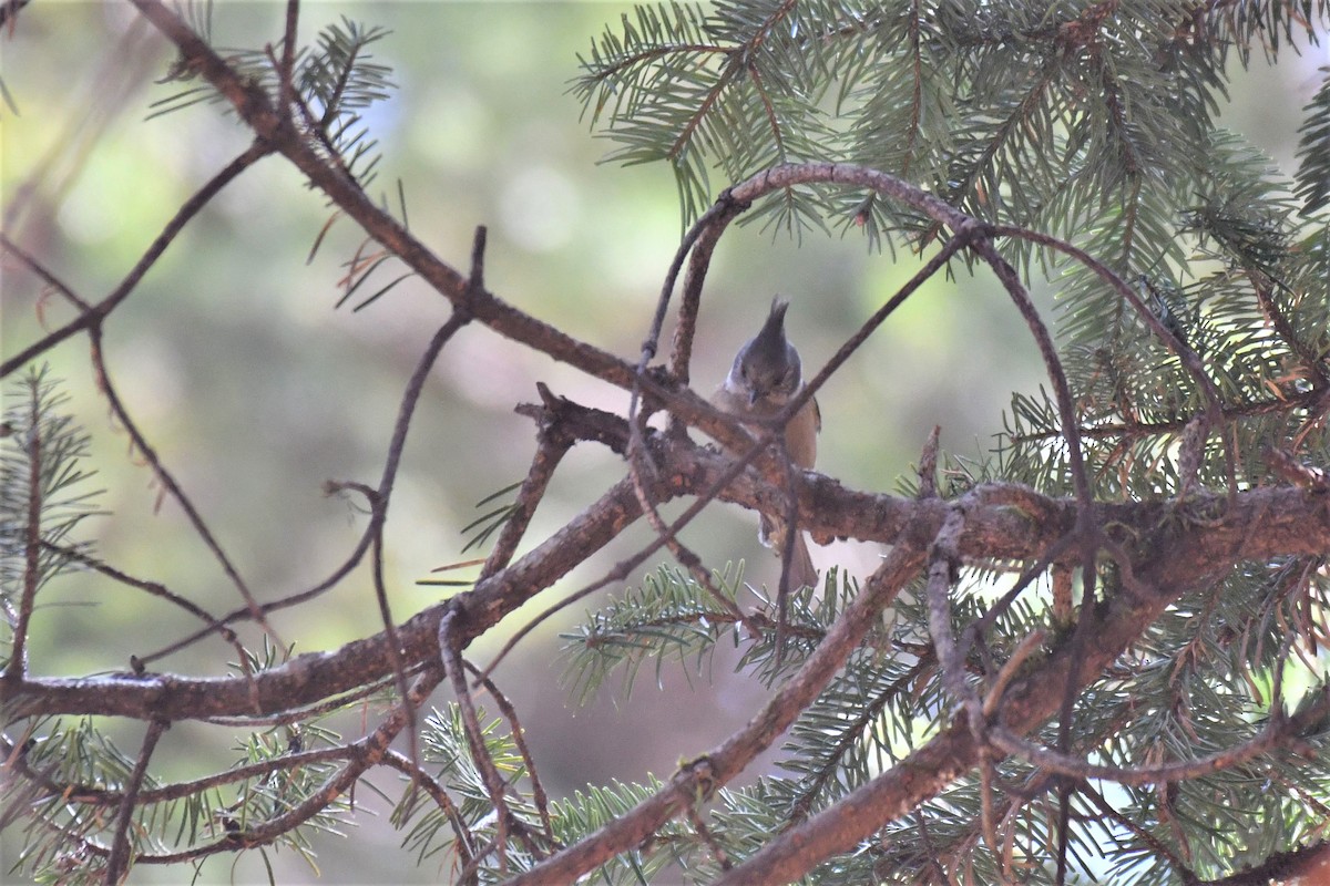 Gray-crested Tit - ML328264371
