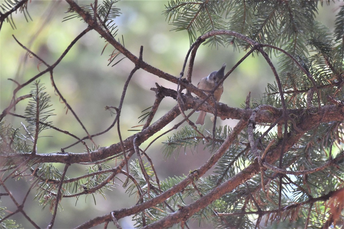 Gray-crested Tit - ML328264381