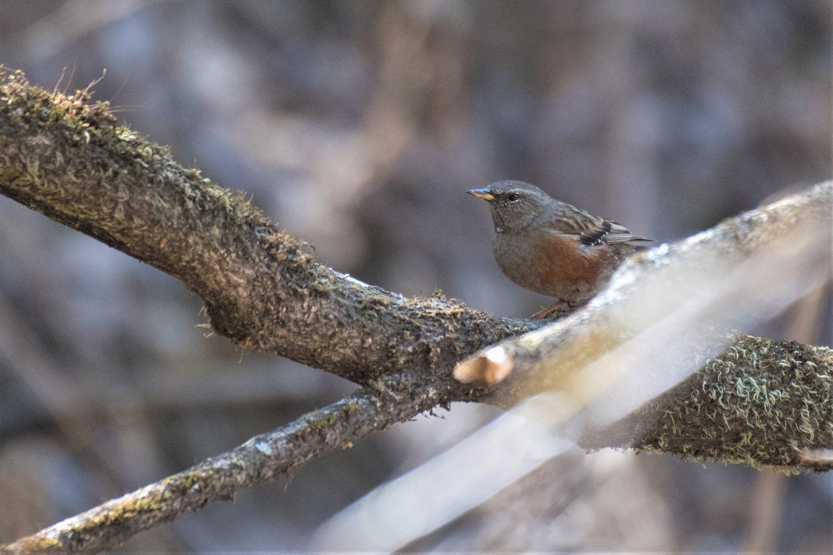 Alpine Accentor - ML328264521