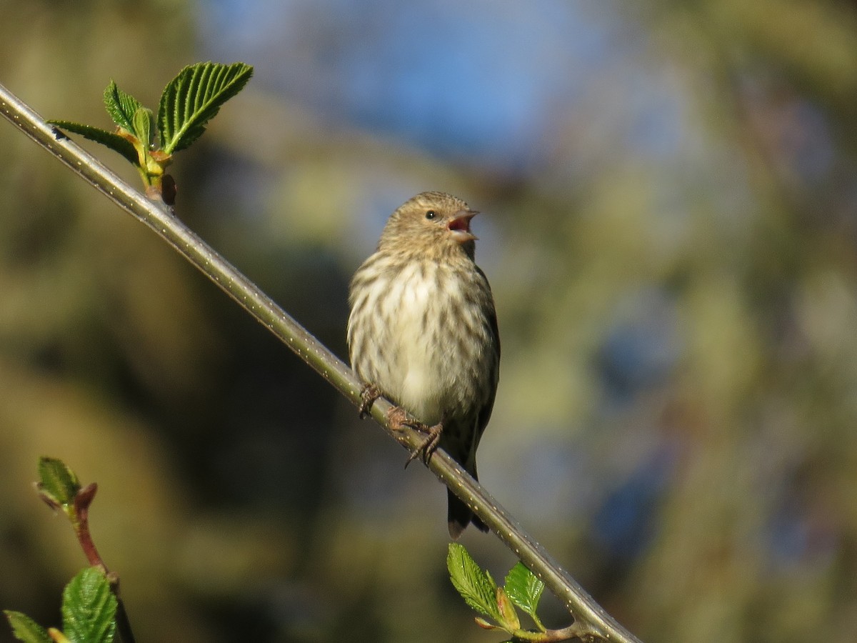 Pine Siskin - ML328265391