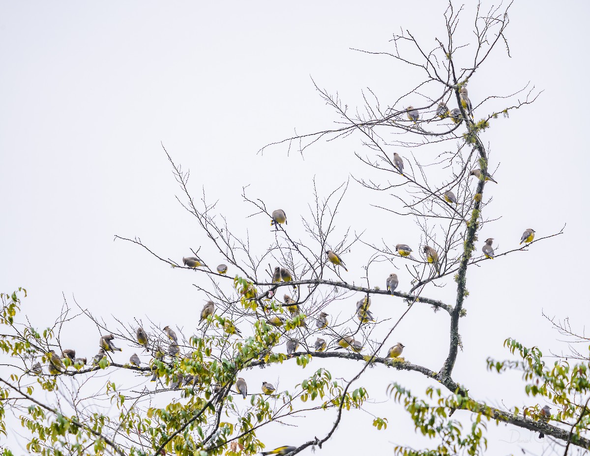 Cedar Waxwing - ML328266781