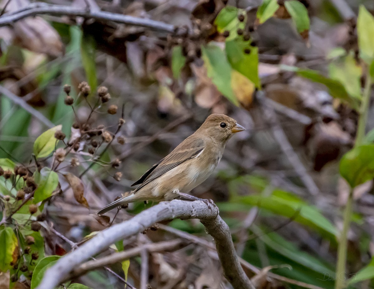 Indigo Bunting - ML328266881