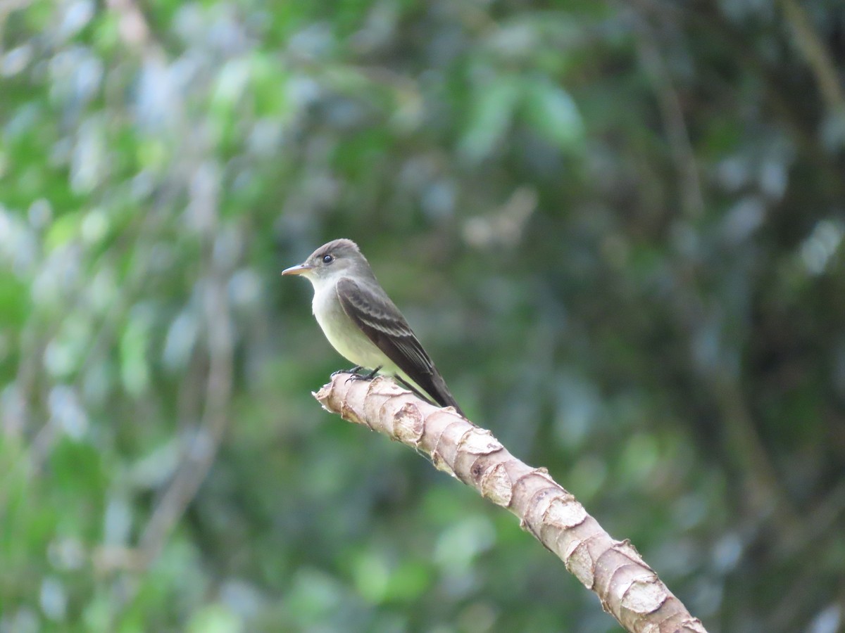 Eastern Wood-Pewee - ML328267221