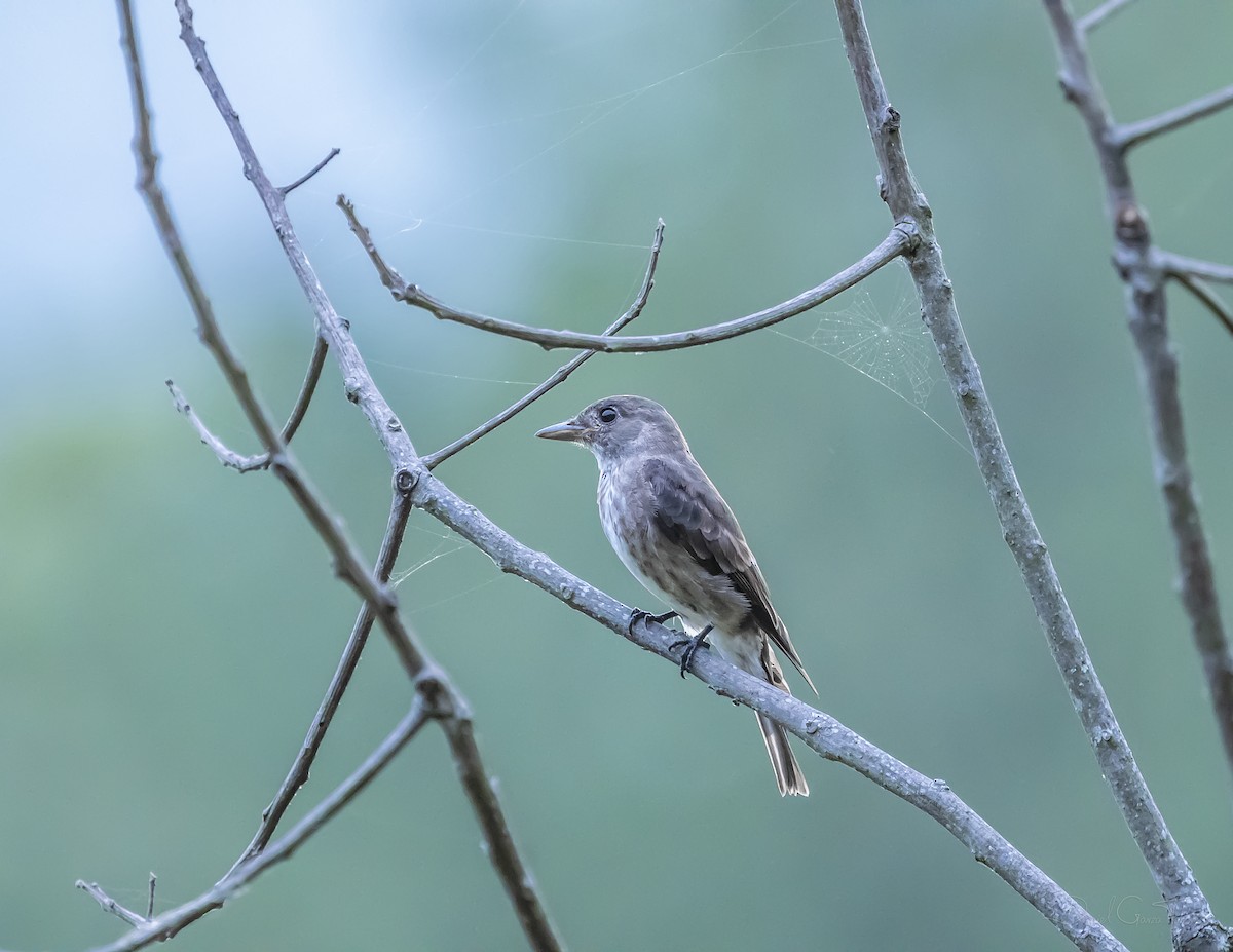 Olive-sided Flycatcher - ML328267711