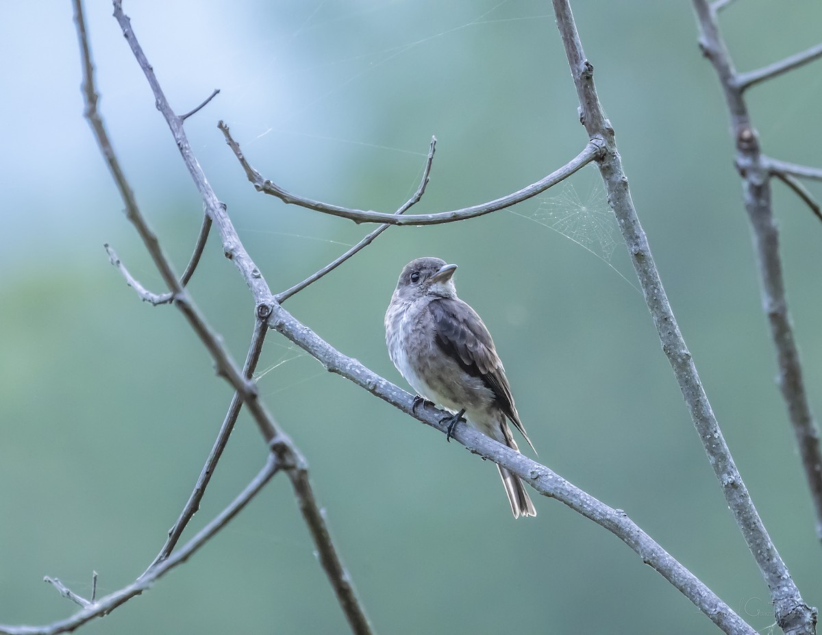 Olive-sided Flycatcher - ML328267721