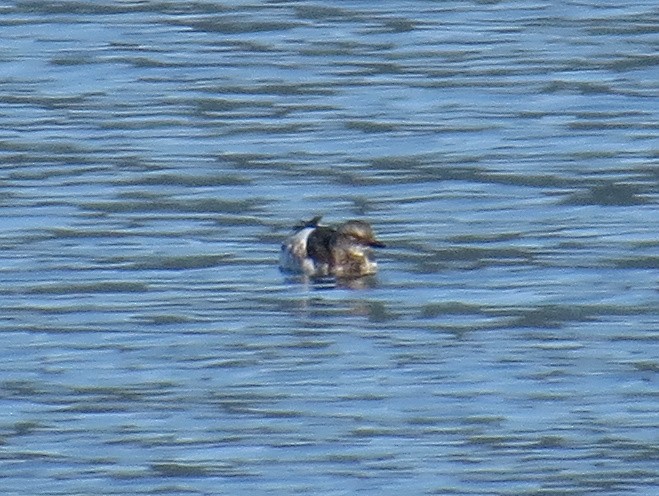 Pigeon Guillemot - Tom Rohrer