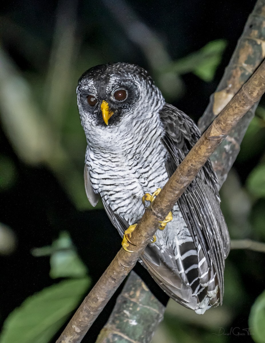 Black-and-white Owl - Daniel  Garza Tobón