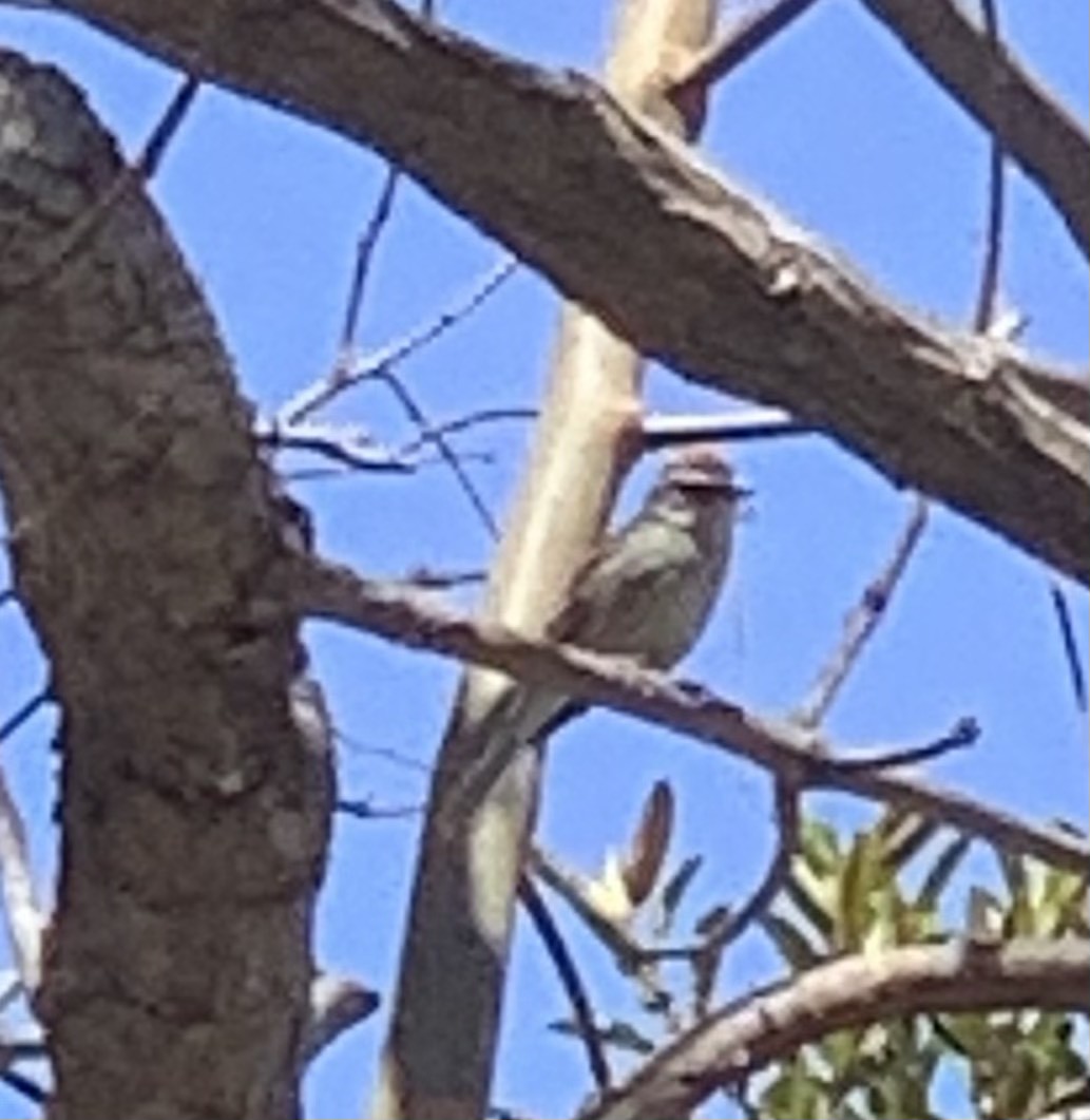 Chipping Sparrow - ML328269701