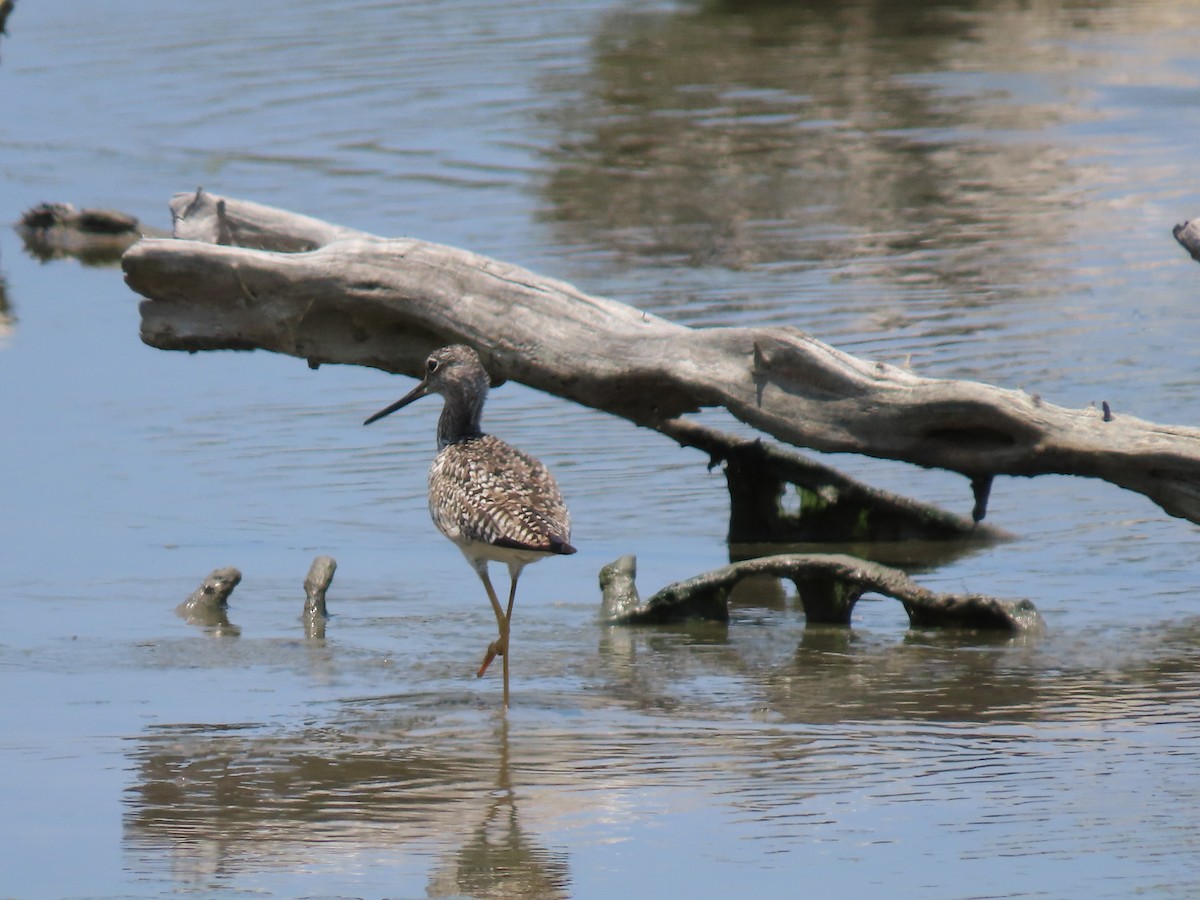 Greater Yellowlegs - Anuar Acosta