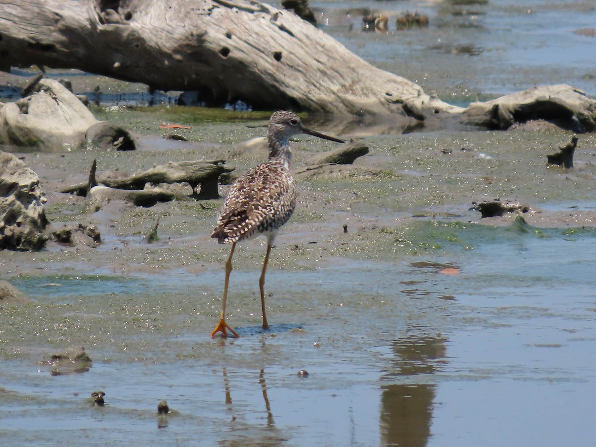 Greater Yellowlegs - ML328270041