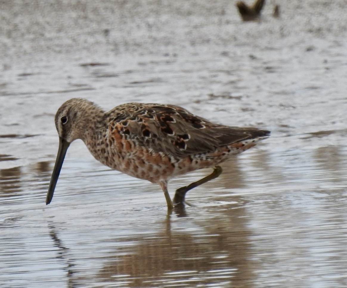 Long-billed Dowitcher - Christopher Daniels