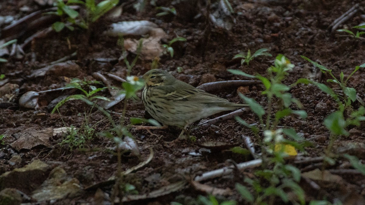 Olive-backed Pipit - ML328271451